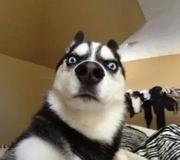 lookmountain的个人资料头像