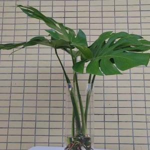 晴夏_158738979头像