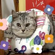 peach涨价了的个人资料头像