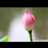 青春少女7048头像