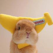 田甜圈的个人资料头像