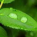 思雨音乐头像