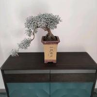 番茄4212923191533143头像