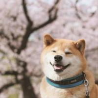 999不是感冒药头像