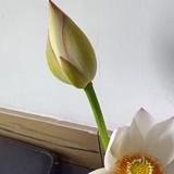 自由的清泉lj头像