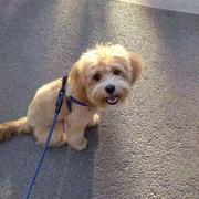 vivin_bear的个人资料头像