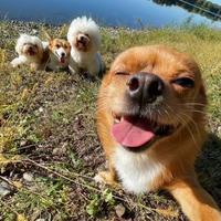 高明远爱吃排骨头像