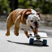 booboosui的个人资料头像