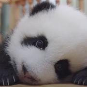 糯米鸡没米的个人资料头像