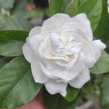 李元芳别芳头像