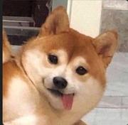 Yxgm的个人资料头像