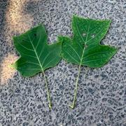 春风知我意的个人资料头像