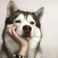 时髦松鼠DzT头像