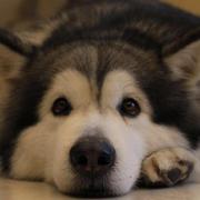 errnull的个人资料头像