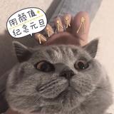 阿宇要好好做设计头像