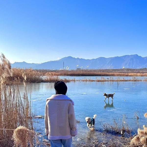 师子Go头像