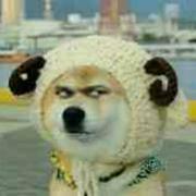 一只优秀瑞的个人资料头像