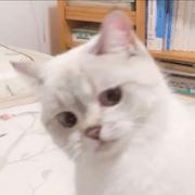 叹暮的个人资料头像