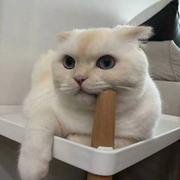 壳壳_的个人资料头像