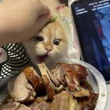 足智多谋小猫6X4头像