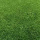 爱和茶水的猫头像