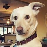 狗怂的好中年头像