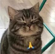 木子木丶1703的个人资料头像