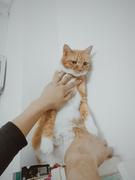 照月白lz的个人资料头像