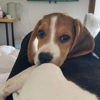 马修在大理头像