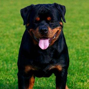 鲁临犬舍头像