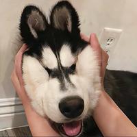 用户9817461867715头像