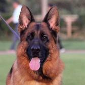 警犬联盟俱乐部头像