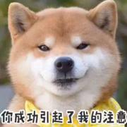 秋刀鱼猫的个人资料头像