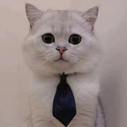 清爽的布得鸟的个人资料头像