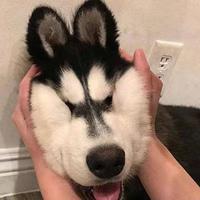 杏仁饼好吃头像
