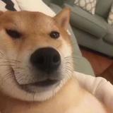 碳基生物2623头像