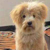 潦草小狗788头像