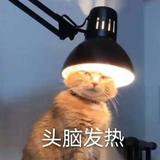 SHOWER942头像