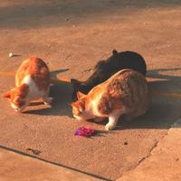 爱吃肉肉蔬菜水果头像