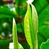 坦荡暖阳4028头像