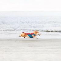 鸡你太美487头像