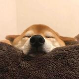 皮皮46434854头像