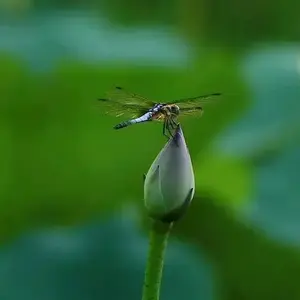 山花开开头像