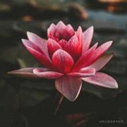 向真Li的个人资料头像