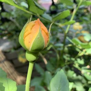 爱音乐克里斯蒂0L6头像