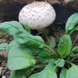 番茄3369336401569075头像
