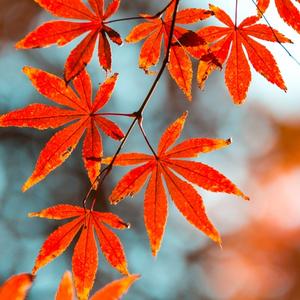 淡泊的无名草头像