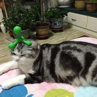 皮宝宝摇摇头像