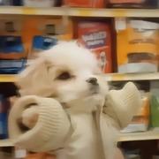 前端小菜13的个人资料头像