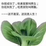 聪颖孔雀A9头像